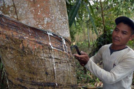 HARGA KARET NAIK